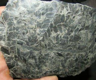 Pecopteris Fern Plant Fossil - Carboniferous Pennsylvanian Period