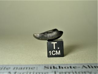 meteorite Sikhote - Alin,  Russia,  complete oriented individual 4,  4 g 4