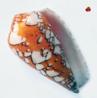 Conus Rosiae,  Madagascar,  51,  3 Mm F,  Gem - Brilliant Orange
