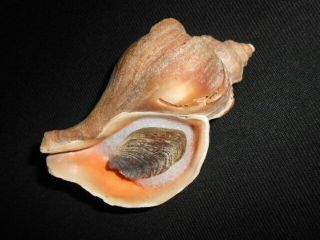 Seashell Buccinidae Neptunea Polycostata Aino,  Fraussen & Terryn,  2007
