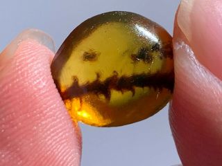 0.  57g Unique Unknown Plant Burmite Myanmar Amber Insect Fossil From Dinosaur Age