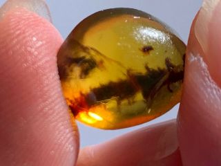 0.  57g unique unknown plant Burmite Myanmar Amber insect fossil from dinosaur age 2