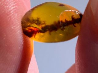 0.  57g unique unknown plant Burmite Myanmar Amber insect fossil from dinosaur age 3