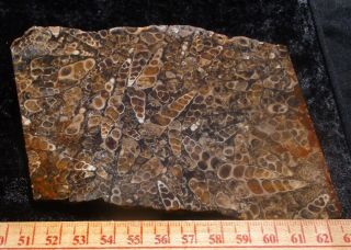 Turritella Fossil Agate Slab Patterned Specimen 148 Grams Or 5.  3 Oz 