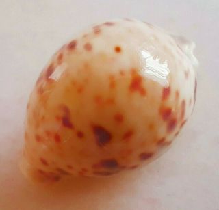 Seashell Cypraea tigris pardalis Shell 3