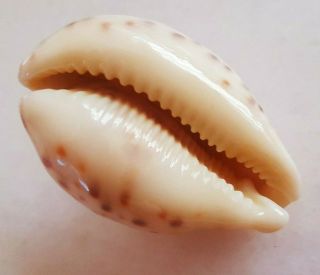 Seashell Cypraea tigris pardalis Shell 4