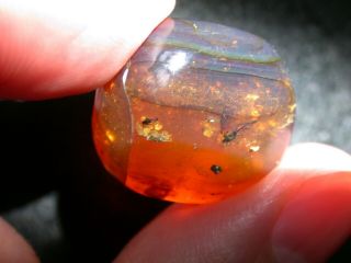 Blue Burmite Amber Fossil With Insects Dinosaur Age Large 4.  6 G Piece