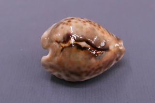 Cypraea Teulerei - Oman 47.  9 Mm Gem - Z11152