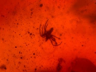 spider in red blood amber Burmite Myanmar Burma Amber insect fossil dinosaur age 3
