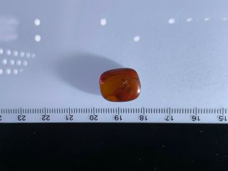 spider in red blood amber Burmite Myanmar Burma Amber insect fossil dinosaur age 4