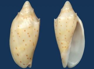Shell Voluta Pulchra Subfossil Form Seashell