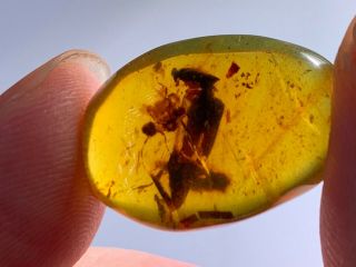 Big Beetle&unknown Bug Burmite Myanmar Burma Amber Insect Fossil Dinosaur Age