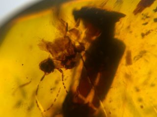 big beetle&unknown bug Burmite Myanmar Burma Amber insect fossil dinosaur age 3