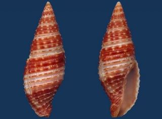Shell Mitra Gracilefragum Seashell