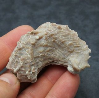 Oyster Bivalve Ceratostreon Flabellatum Cretaceous Fossil Shell Spain