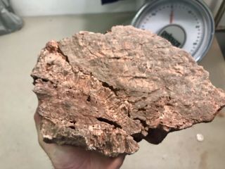 Reilly’s Rocks: Arizona Petrified Wood W/ Rare Polyrporites Wardii Fungus 8.  25lb