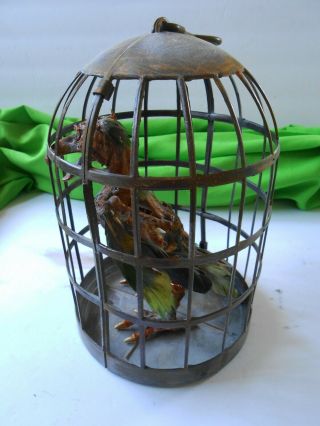 Voodoo Doll Tribal Caged Parrot Carcass Skull Sideshow Gaff Halloween Pirate