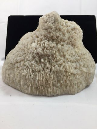 Large 8.  5” Natural White Slipper Coral,  Fungia Bowl,  Aquarium,  Mushroom,  Vintage