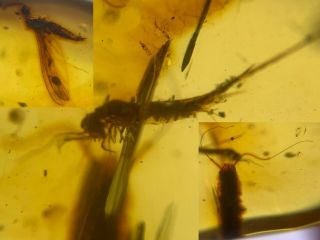 Unknown Bug&bristletail&fly Burmite Myanmar Amber Insect Fossil Dinosaur Age