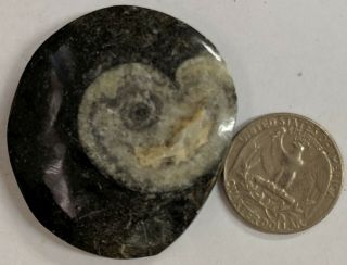 Goniatite Fossil - Primitive Devonian Age Ammonite From Morocco (e146)