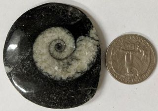 Goniatite Fossil - Primitive Devonian Age Ammonite From Morocco (e152)
