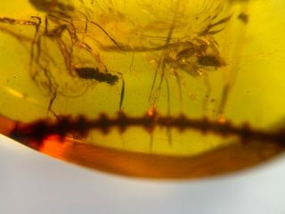 Unknown Plant&wasp Bee Burmite Myanmar Burmese Amber Insect Fossil Dinosaur Age