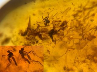 Many Mosquito Fly Nest Burmite Myanmar Burmese Amber Insect Fossil Dinosaur Age