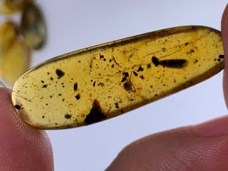 2.  2g plant leaf&bug leg Burmite Myanmar Burmese Amber insect fossil dinosaur age 2