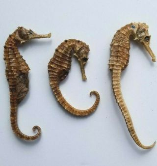 3 Dried Preserved Seahorses Erectus Skeleton,  2 Approx.  3 Ins / 1 Approx.  2 Ins