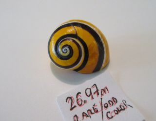 Polymita Spectacular Shell 26.  97 Mm Rare Marks Color