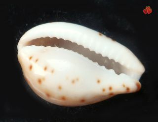Cypraea androyensis consanguinea Fort Dauphin,  16,  7 mm VERY FRESH DEAD A BEAUTY 2