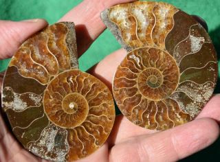 3582a Cut Split Pair Ammonite Deep Crystal Cavity 110myo Fossil 74mm Large 2.  9 "
