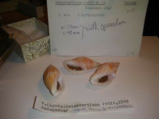 3 Voluta Lyria Delessertiana Petit Saussaye 1842 With Rare Operculum Madagascar