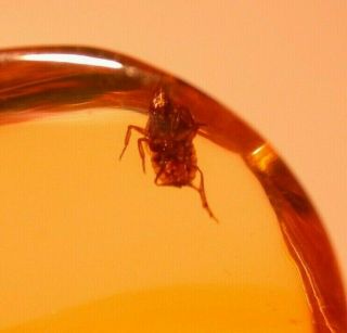 Fulgoroid With Fly And Springtail In Authentic Dominican Amber Fossil