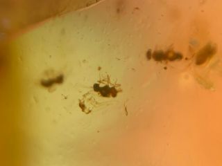 5 Small Unknown Fly Bug Burmite Myanmar Burmese Amber Insect Fossil Dinosaur Age