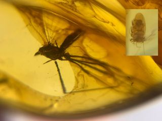 Mosquito Fly&unknown Bug Burmite Myanmar Burma Amber Insect Fossil Dinosaur Age