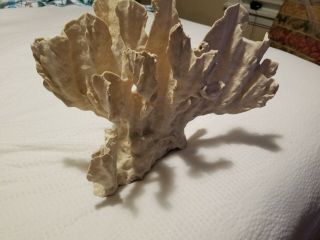 Natural Coral 3