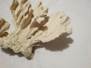 Natural Coral 5