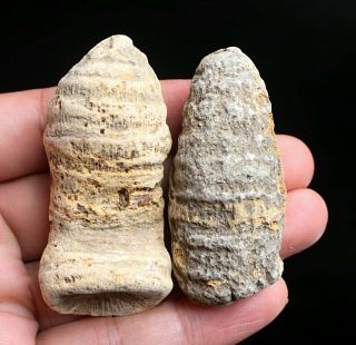 67g2pcs Natural Full Fossil Astroies Specimen / Madagascar
