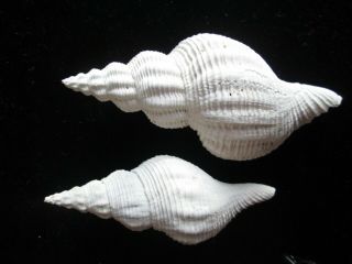 Fossils " Fasciolaria " Scalarina Set Of Two 112 - 140 Mm Very Pretty And Solid