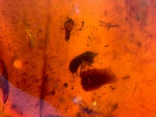 Unknown Beetle&fly Burmite Myanmar Burmese Amber Insect Fossil Dinosaur Age