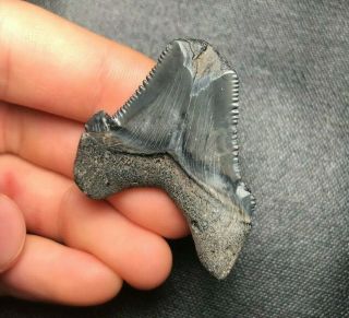 1.  70 " Angustidens Shark Tooth Teeth Fossil Sharks Necklace Megalodon