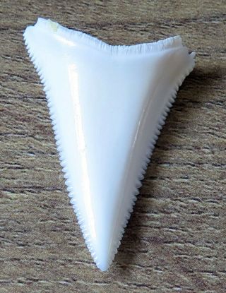 1.  393 " Lower Nature Modern Great White Shark Tooth (teeth)