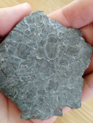 Small Trilobite Fossil,  Cambrian,  Feixian,  Shandong,  China Ae22