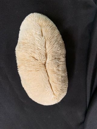Vintage Large SLIPPER TONGUE Mushroom Sea Coral Natural Specimen Bowl 5