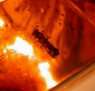 2 Ambrosia Beetles With Phorid Fly In Authentic Dominican Amber Fossil