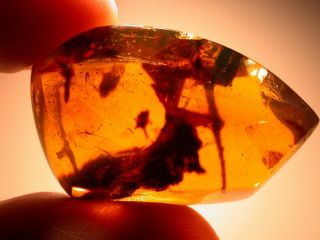Large Oxidized Plant With Fly In Authentic Dominican Amber Fossil La Bucara