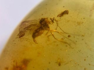 2 Unique Unknown Fly Bugs Burmite Myanmar Burma Amber Insect Fossil Dinosaur Age