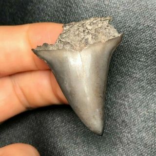 Sharp 1.  53 " Mako Shark Tooth Teeth Fossil Sharks Necklace Jaws Jaw Megalodon