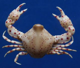 87384 Spotted Peeble Crab Leucosia Haematosticta Crab Taxidermy Oddities Curios